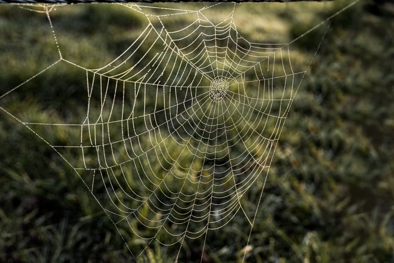 a spider web in the middle of a field, a macro photograph, flickr, net art, taken in 1 9 9 7, one of the weavers of destiny, hd —h 1024, took on ipad
