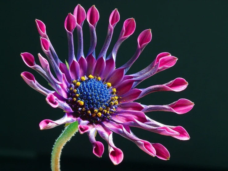 a close up of a purple and yellow flower, by Jan Rustem, flickr, pink petals, infinite intricacy, daisy, extremely hyperdetailed