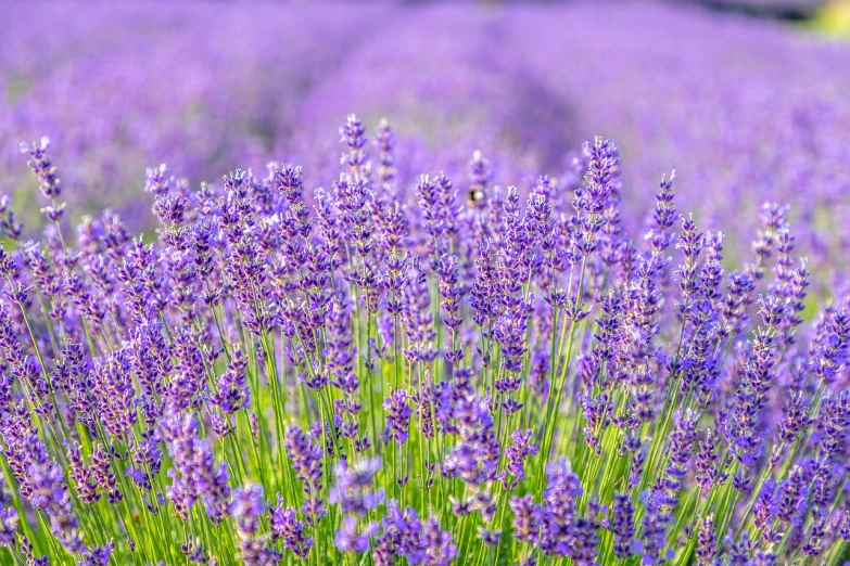 a field filled with lots of purple flowers, a picture, by Kaii Higashiyama, shutterstock, depth of field 20mm, lavender fields in full bloom, very very well detailed image, stock photo