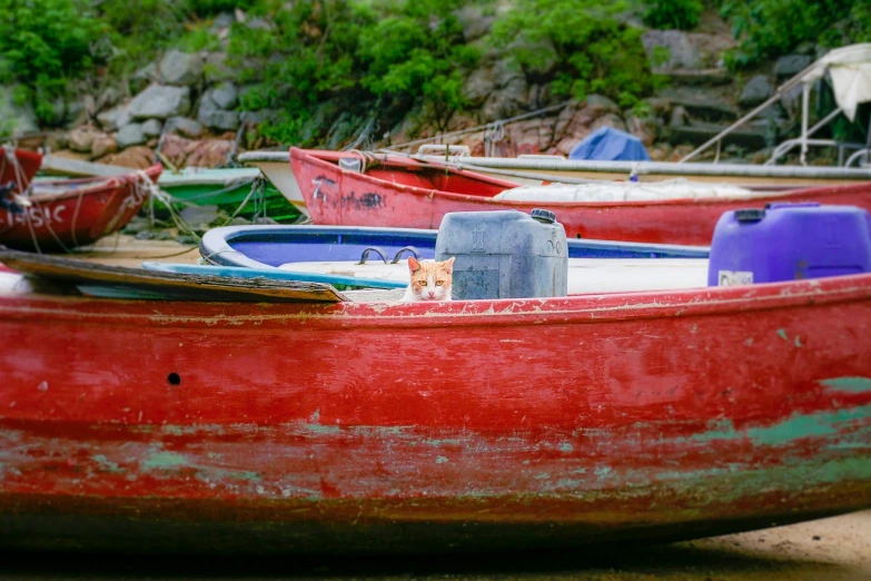 a cat sitting on top of a red boat, a photo, by Richard Carline, fishing village, pareidolia, calico, cute photo