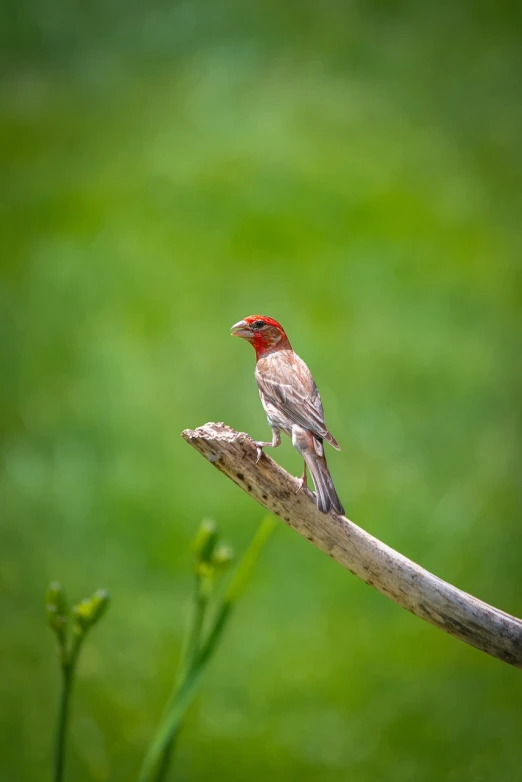 a small bird sitting on top of a tree branch, a photo, red beard, on a green lawn, wide shot photo, mid shot photo