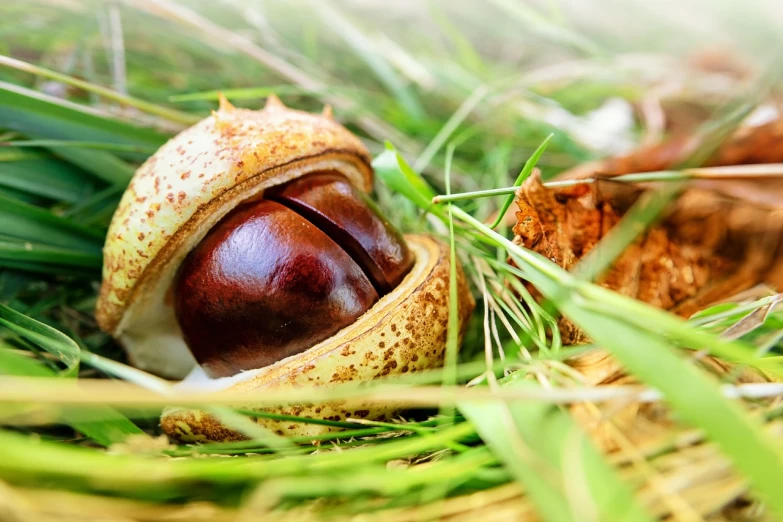 a close up of a nut in the grass, a macro photograph, shutterstock, renaissance, mangosteen, snail shell, very sharp and detailed photo, eye catching composition