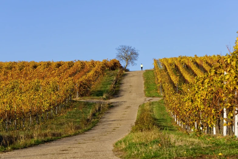 a person walking down a dirt road in a vineyard, a photo, by Werner Gutzeit, shutterstock, naive art, autum, be running up that hill, !!award-winning!!, lower saxony