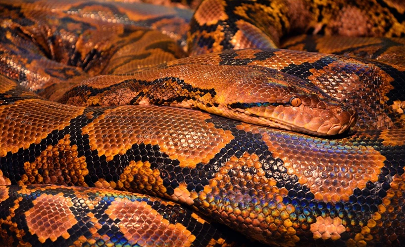 a close up of a large snake's skin, by Andrée Ruellan, flickr, maximalism, strong blue and orange colors, a python programmer's despair, 🦩🪐🐞👩🏻🦳, taken with a pentax k1000
