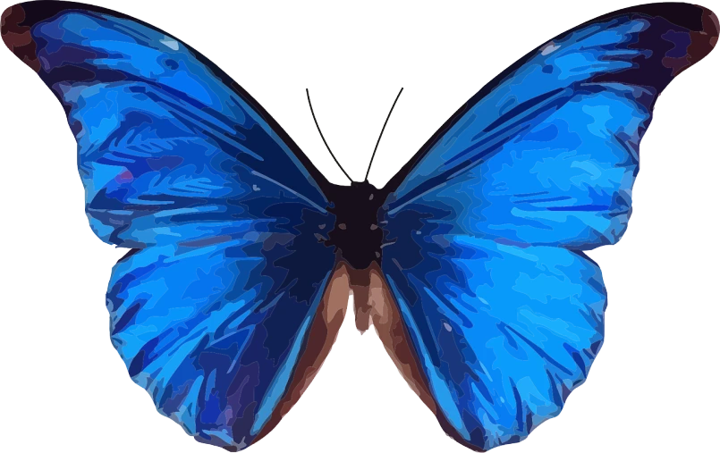 a close up of a blue butterfly on a white background, an illustration of, pixabay, hurufiyya, rear facing, tempera, full color illustration, rorsach path traced