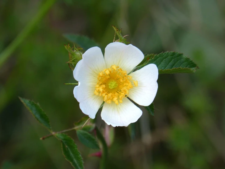 a white flower with a yellow center surrounded by green leaves, by Robert Brackman, flickr, rose-brambles, young male, slightly buck - toothed, about 3 5 years old