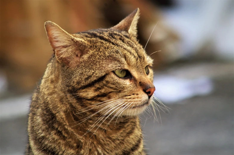 a close up of a cat with a blurry background, by Zoran Mušič, flickr, close - up profile face, with very highly detailed face, warrior cats, wrinkles