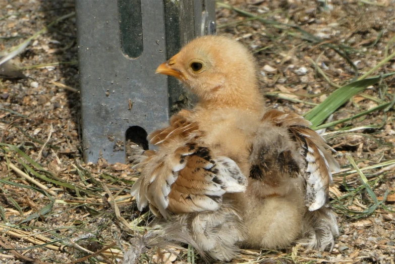 a small bird sitting on the ground next to a pole, renaissance, freckles on chicks, flexing, ruffled wings, high res photo