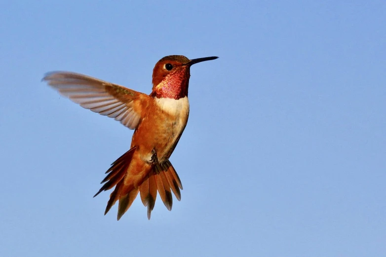 a hummingbird in flight against a blue sky, by Robert Childress, red and brown color scheme, hd wallpaper, wikimedia, perfect-full-shot