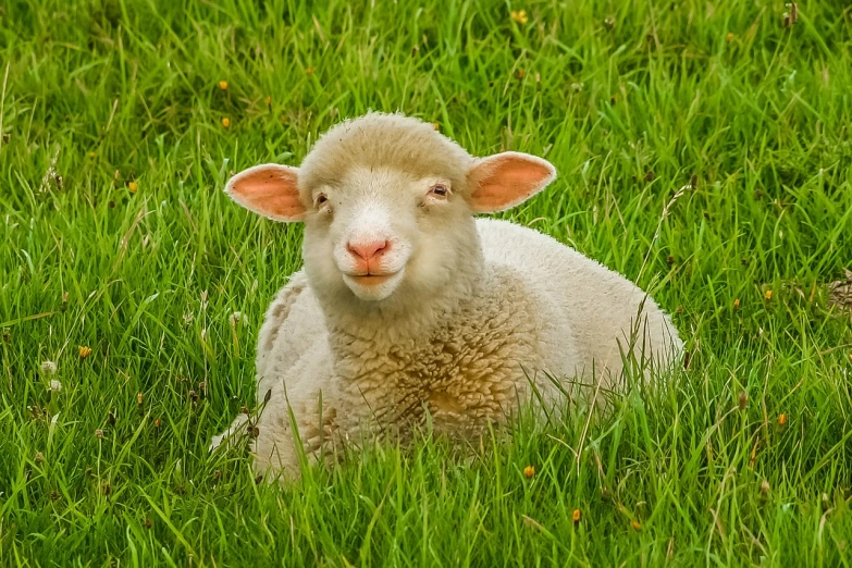 a sheep that is laying down in the grass, a picture, by Jan Rustem, shutterstock, fine art, mischievous grin, little bo peep, 2 0 2 2 photo, “portrait of a cartoon animal