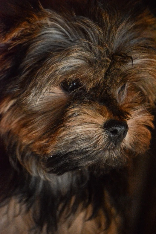 a close up of a dog's face with a blurry background, a portrait, photorealism, yorkshire terrier, img _ 9 7 5. raw, brown fluffy hair, dimly lit