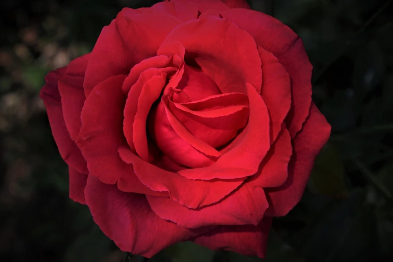 a close up of a red rose with green leaves, a portrait, by Arnie Swekel, beautiful flower, deep color, rose garden, various posed