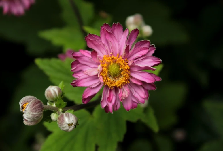 a close up of a pink flower with green leaves, by Hans Fischer, flickr, sōsaku hanga, anemones, purple and yellow, beijing, looking towards the camera