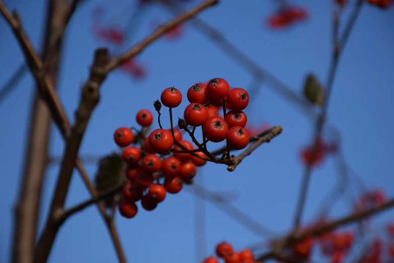 a bunch of red berries hanging from a tree, by Robert Brackman, blue sky, middle close up composition, mid shot photo