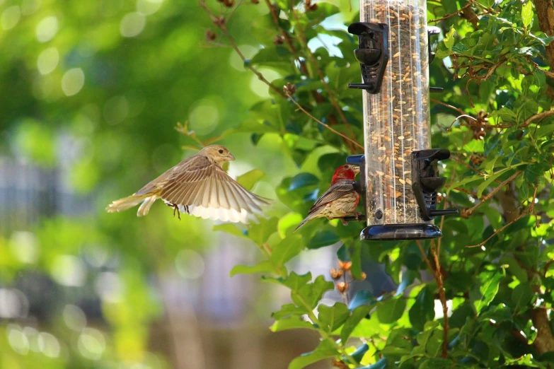 a bird that is flying near a bird feeder, by Linda Sutton, flickr, arabesque, male and female, reds, img _ 9 7 5. raw, ophanim has bird wings