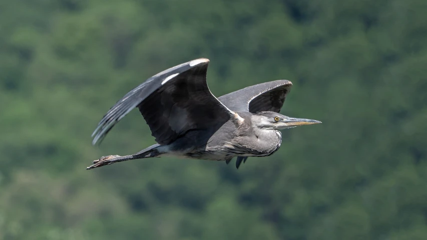 a bird that is flying in the air, brockholes, grey, 🦩🪐🐞👩🏻🦳, slide show