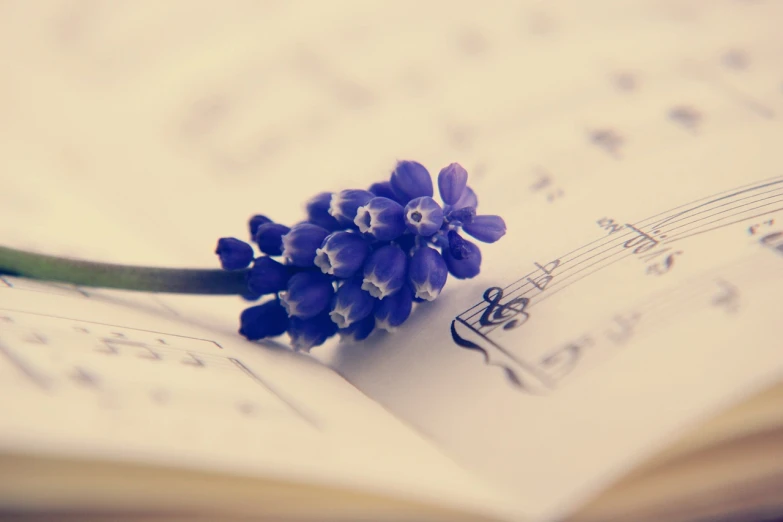 a purple flower sitting on top of an open book, a picture, by Rhea Carmi, romanticism, music notes, grape hyacinth, wallpaper mobile, focus on the musicians