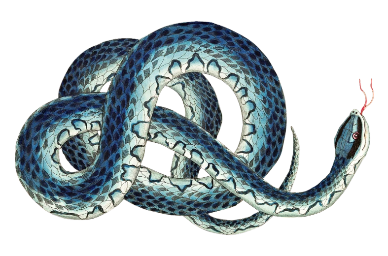a blue and white snake on a black background, an illustration of, by Andrei Kolkoutine, shutterstock, highly detailed wide, entwined bodies, full color illustration, spaghettification