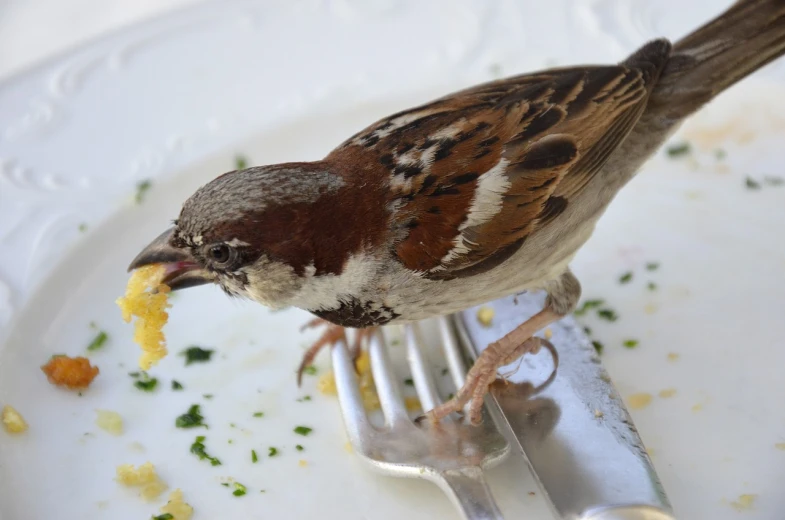 a small bird sitting on top of a white plate, a portrait, pexels, renaissance, eating spaghetti, shiny crisp finish, sparrows, j. lesaffre
