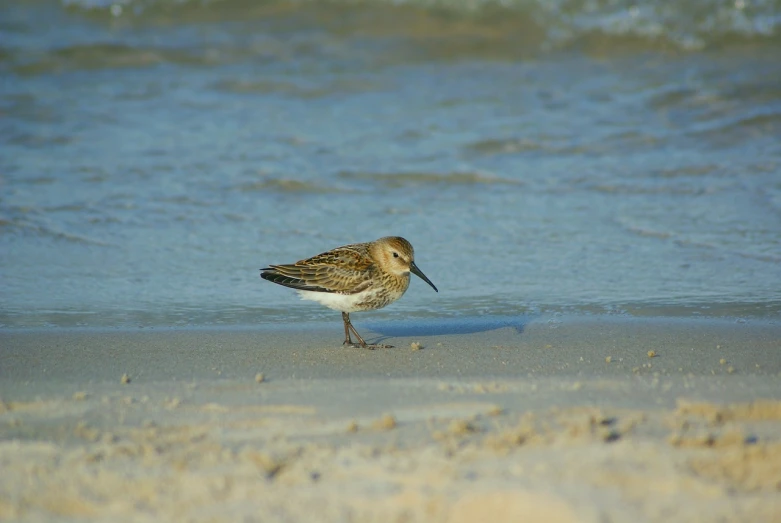 a small bird standing on top of a sandy beach, by Robert Brackman, flickr, hurufiyya, wet skin and windblown hair, teals, side-view. highly detailed, with long antennae