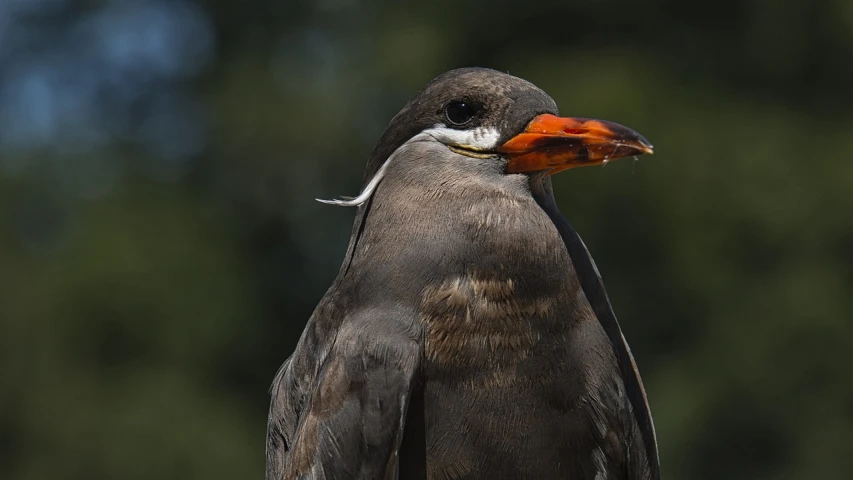 a close up of a bird with an orange beak, a portrait, by Dietmar Damerau, flickr, sōsaku hanga, shag, haida, sunlit, high detailed photo