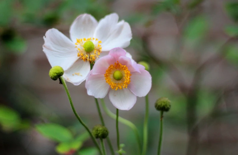 a couple of white flowers sitting next to each other, inspired by Hasegawa Tōhaku, flickr, romanticism, anemone, pink yellow flowers, focus on the foreground, facing front