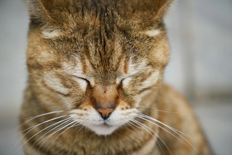 a close up of a cat with its eyes closed, a portrait, by Jan Tengnagel, shutterstock, with a white nose, stubble on his face, garfield cat face, high res photo