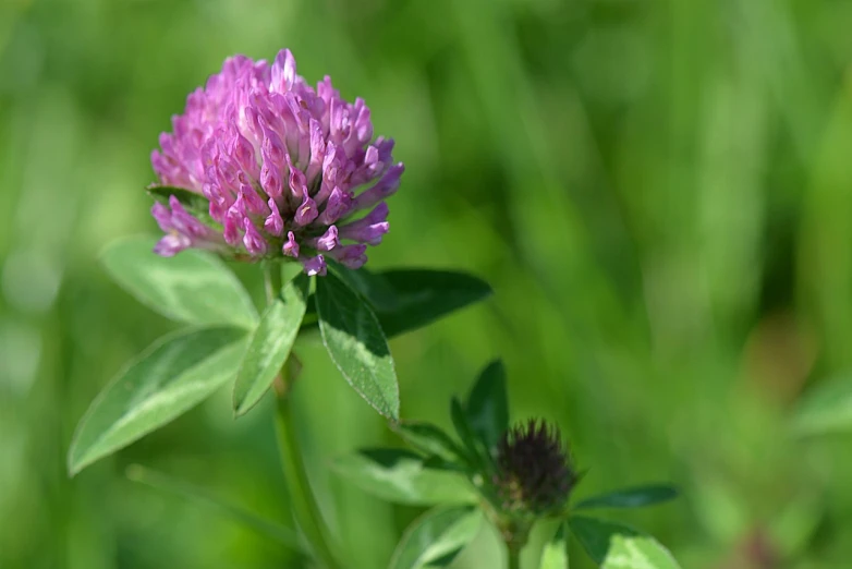 a purple flower sitting on top of a lush green field, a portrait, clover, 7 0 mm photo