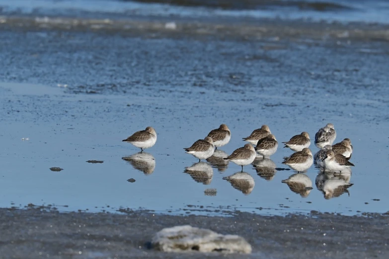 a group of birds that are standing in the sand, a portrait, by Hans Gude, flickr, in an icy river, in profile, high quality reflections, glazed