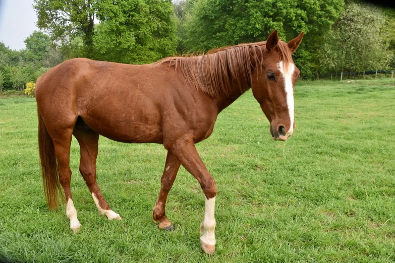 a brown horse walking across a lush green field, a portrait, with a white muzzle, (((rusty))), flash photo, taken in the early 2020s