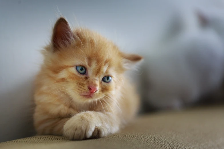 a small orange kitten sitting on top of a couch, a picture, flickr, beautiful detailed blue eyes, soft portrait shot 8 k, resting after a hard fight, very very very realistic