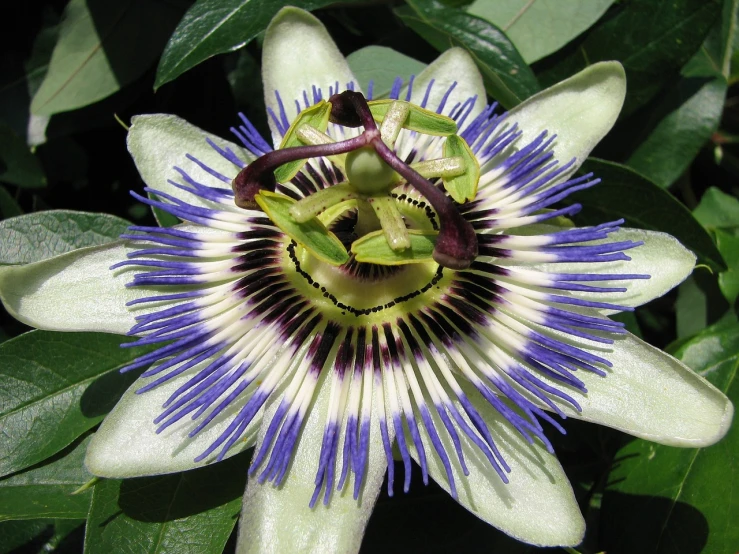 a close up of a flower on a plant, by Susan Heidi, flickr, hurufiyya, passion flower, e. h. beatrice blue, porcelain skin ”, front and center