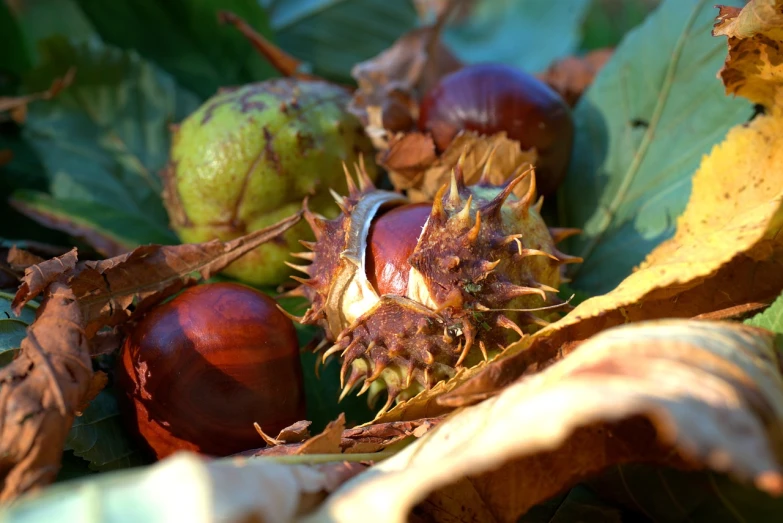 a bunch of nuts sitting on top of a pile of leaves, a photo, closeup photo, portait photo