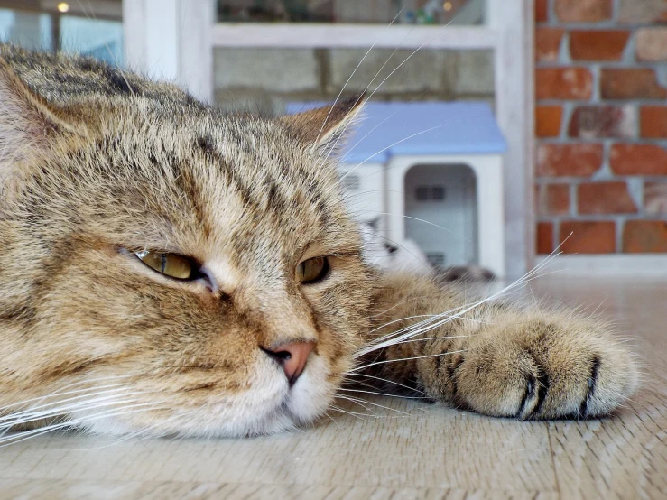 a close up of a cat laying on the floor, a picture, shutterstock, photorealism, fat cat, exhausted face close up, skewed shot, on kitchen table