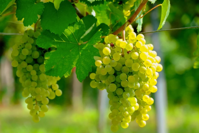 a bunch of green grapes hanging from a vine, by Kiyoshi Yamashita, shutterstock, white and yellow scheme, high quality product image”