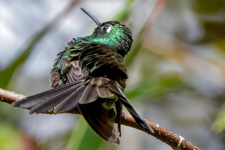 a close up of a bird on a tree branch, by Felipe Seade, shutterstock, hurufiyya, hummingbirds, green and black colors, resting on a tough day, ruffled wings