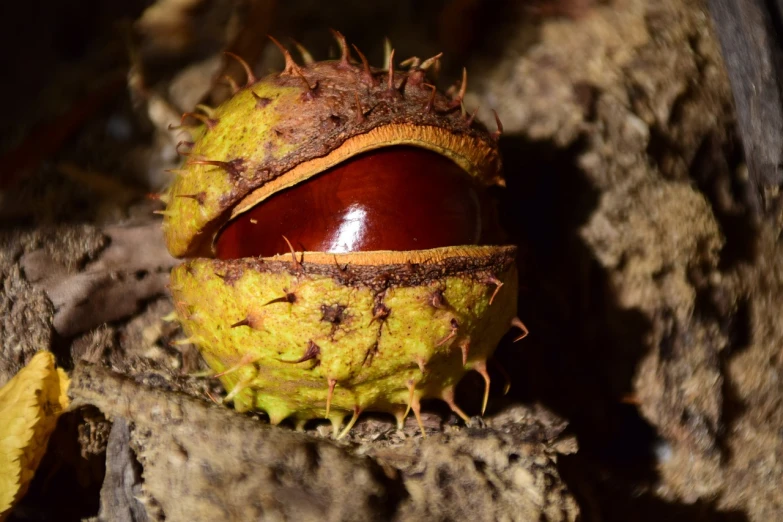 a close up of a fruit on the ground, a macro photograph, by Robert Brackman, hurufiyya, chestnut hair, hibernation capsule close-up, doruk erdem, spherical