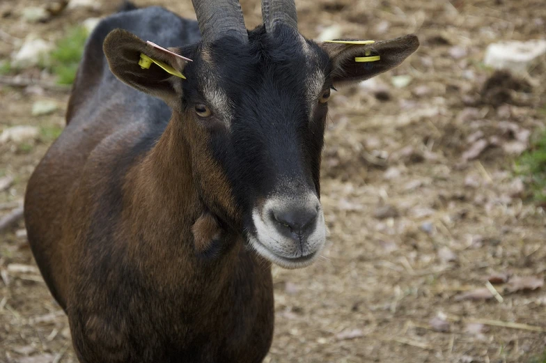 a goat that is standing in the dirt, a portrait, pixabay, with black horns instead of ears, very sharp photo