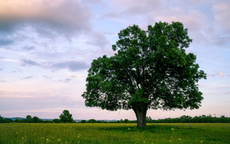 a lone tree in the middle of a field, inspired by Ernő Grünbaum, pixabay contest winner, big oak trees, laying under a tree on a farm, 4 k hd wallpapear, lush and green