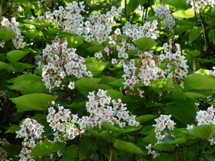 a bush of white flowers with green leaves, a picture, by Jim Nelson, shutterstock, mingei, in a woodland glade, shade, brown flowers, glazed