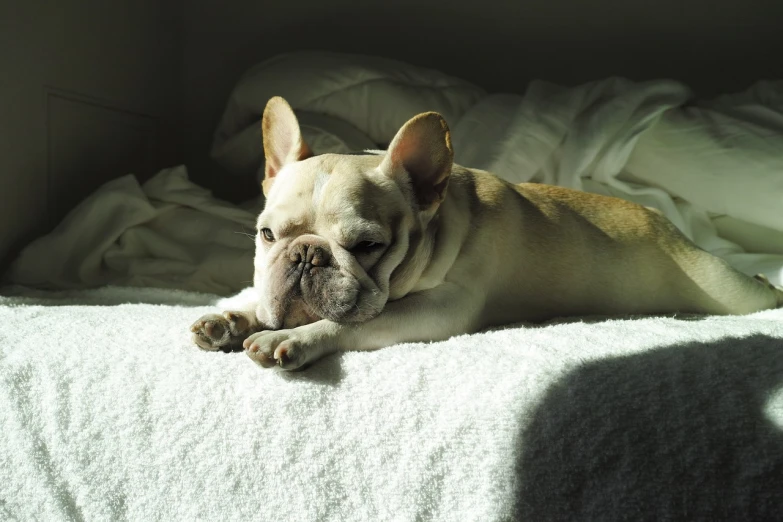 a dog that is laying down on a bed, by Pamela Ascherson, french bulldog, late afternoon sun, version 3, sad