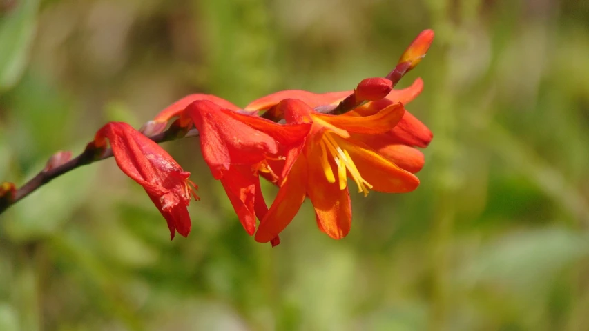 a close up of a flower with a blurry background, often described as flame-like, salvia droid, h. hydrochaeris, honeysuckle