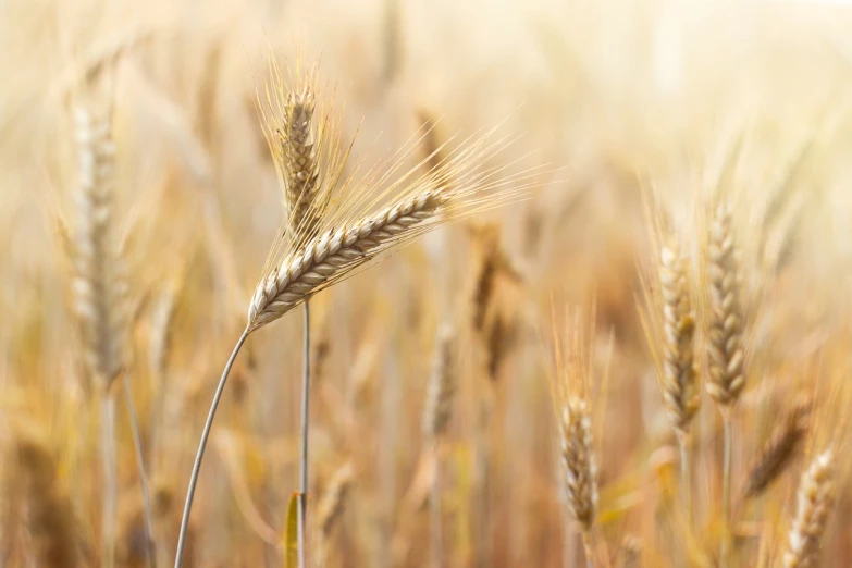 a close up of a bunch of wheat in a field, a macro photograph, symbolism, blurred photo, relaxed. gold background, portlet photo