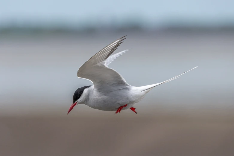 a close up of a bird flying near a body of water, a picture, by Paul Bird, arabesque, white red, afar, straw, theron