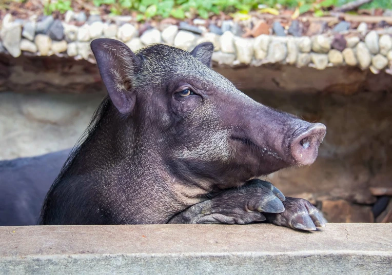 a close up of a pig laying on a ledge, a portrait, shutterstock, sumatraism, side view of a gaunt, stock photo