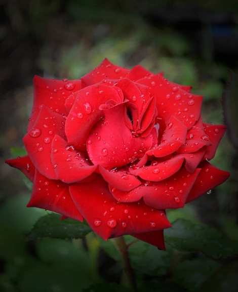a red rose with water droplets on it, by Rhea Carmi, beautiful flower, very very beautiful, rainy wet, tonemapped