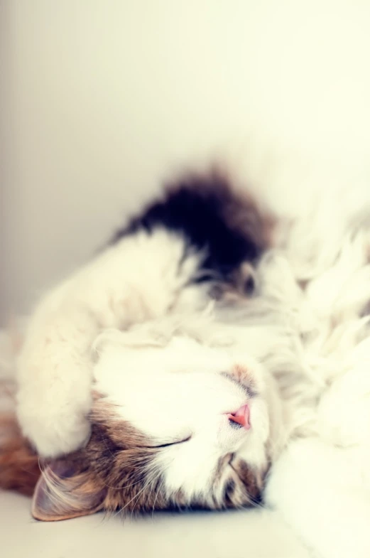 a cat that is laying down on its back, a photo, by Emma Andijewska, romanticism, overexposed photograph, soft and fluffy, closeup photo, stylized photo