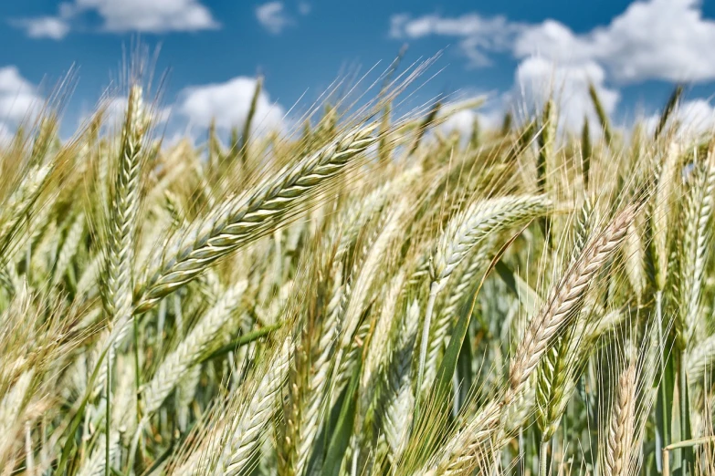 a field of wheat with a blue sky in the background, by Robert Brackman, precisionism, closeup - view, few farm green highlights, istockphoto, highly textured