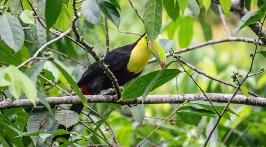 a black and yellow bird sitting on top of a tree branch, flickr, sumatraism, avatar image, toucan, yellow and red, sheltering under a leaf