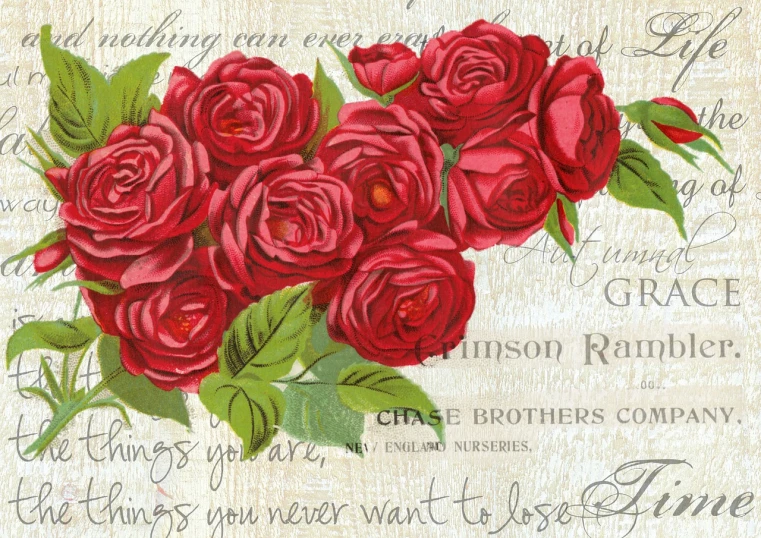 a bunch of red roses sitting on top of a piece of paper, a digital rendering, by Annie Rose Laing, romanticism, vintage typography, full width, extra detail, vintage - w 1 0 2 4